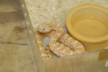kingsnake.com visits Glades Herp during NRBE 2010, Bushnell, Florida - phot