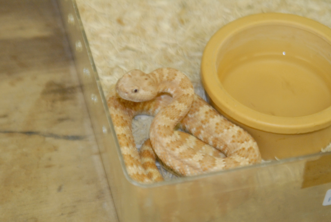 Cindy visits Glades Herps