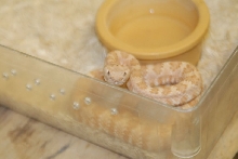 kingsnake.com visits Glades Herp during NRBE 2010, Bushnell, Florida - phot