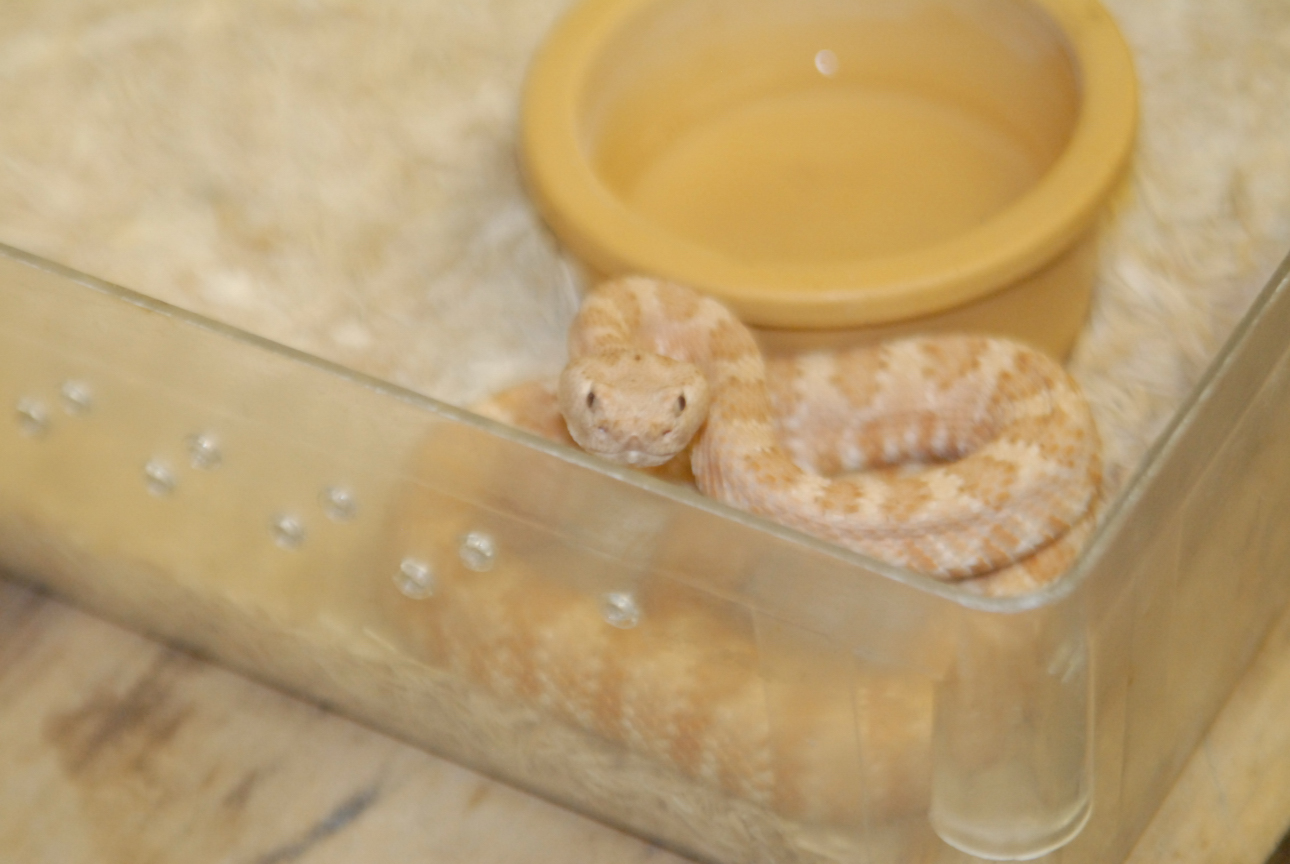 Cindy visits Glades Herps