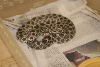 Cindy visits Glades Herps
