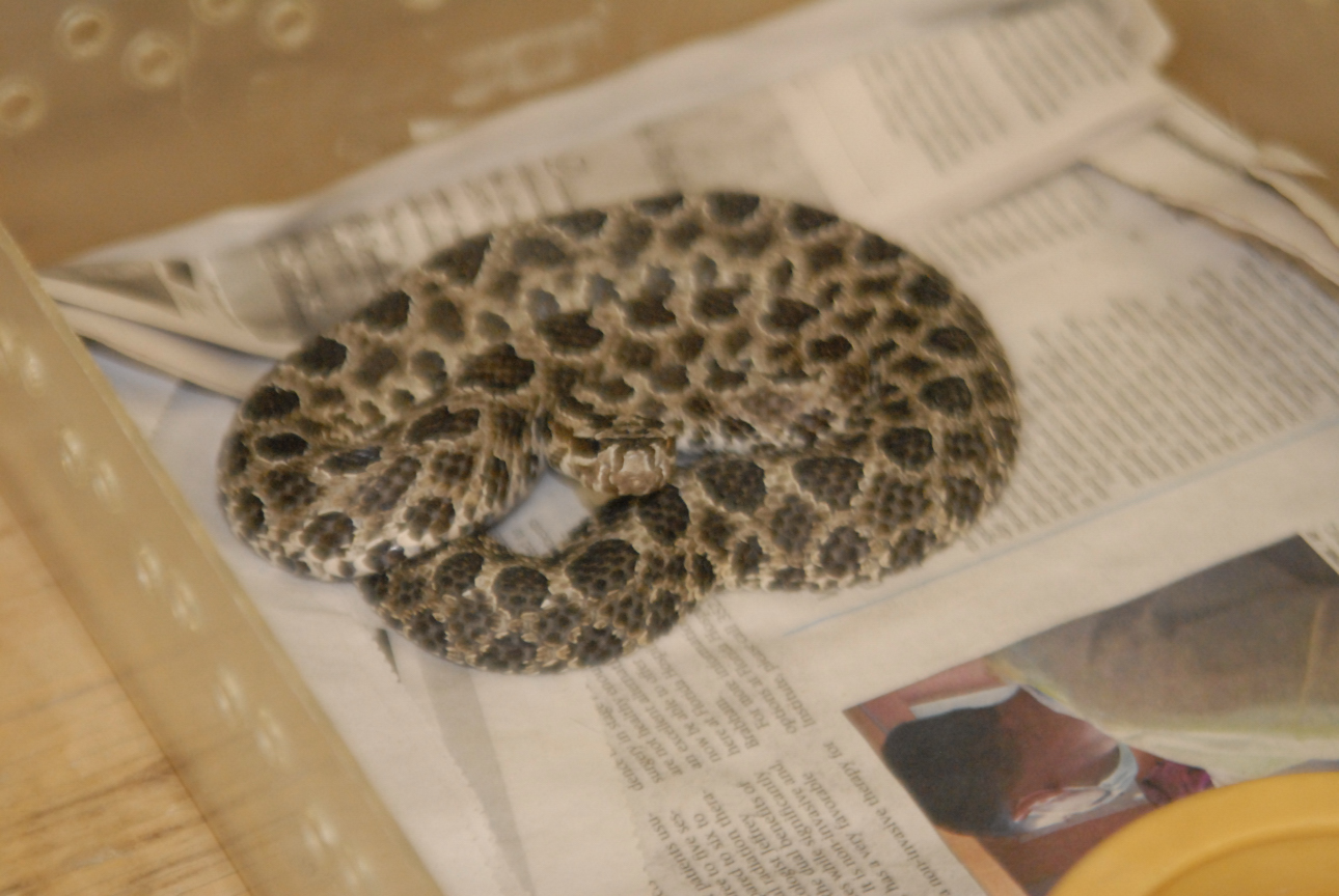 Cindy visits Glades Herps