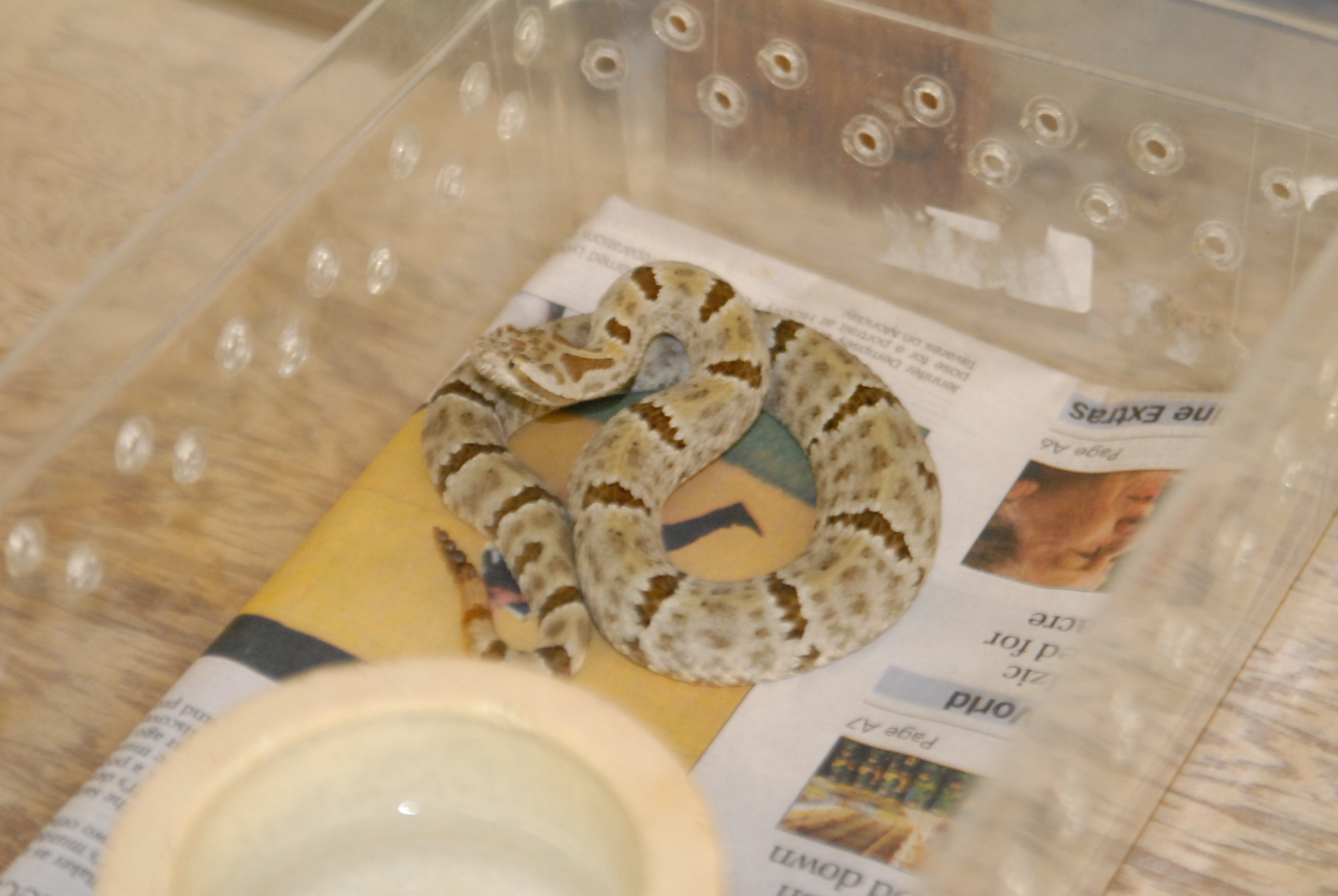 Cindy visits Glades Herps
