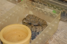 kingsnake.com visits Glades Herp during NRBE 2010, Bushnell, Florida - phot