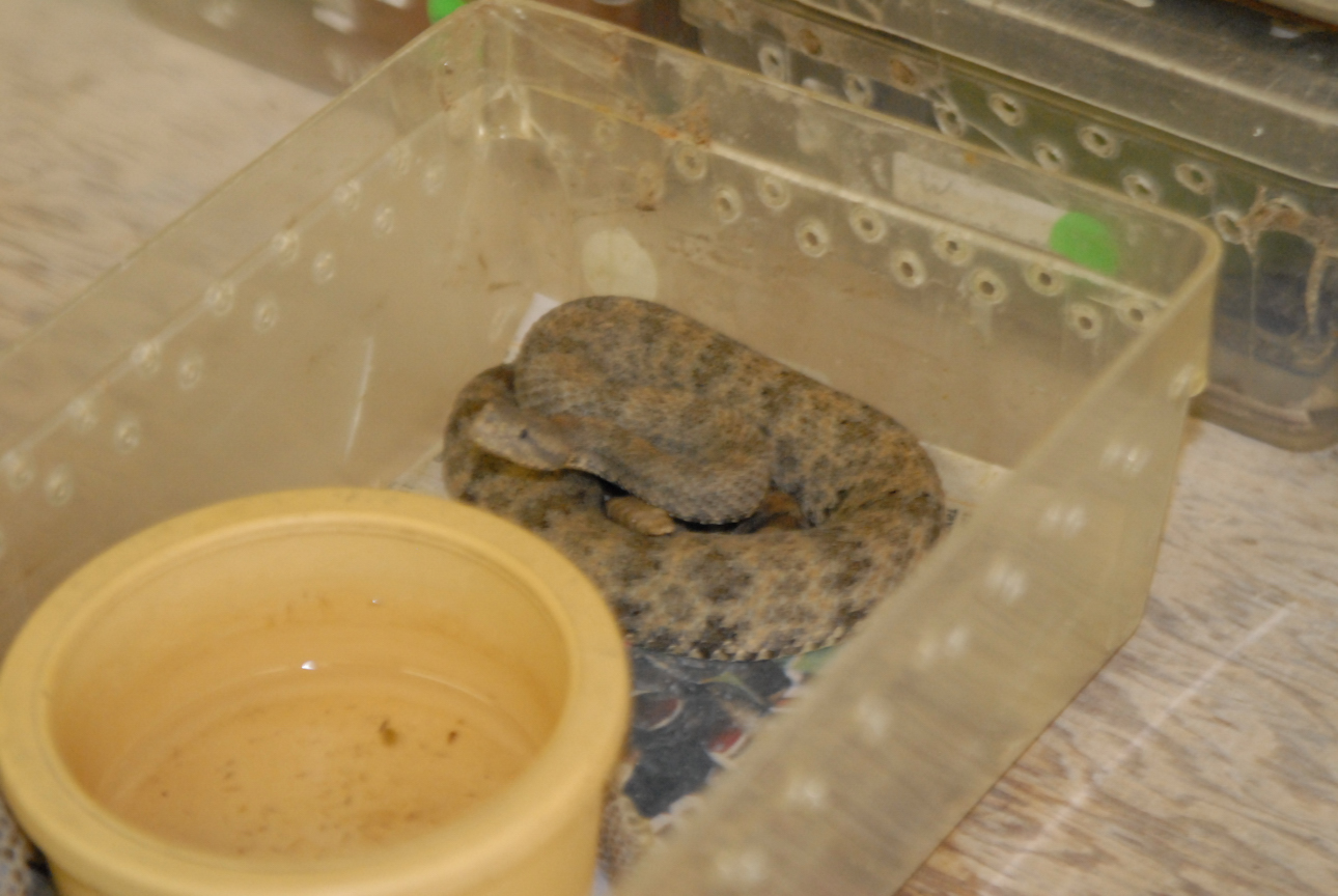 Cindy visits Glades Herps
