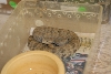 Cindy visits Glades Herps