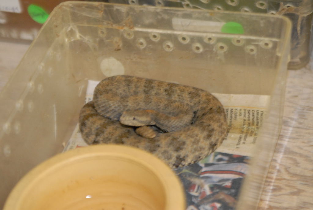 kingsnake.com visits Glades Herp during NRBE 2010, Bushnell, Florida - phot