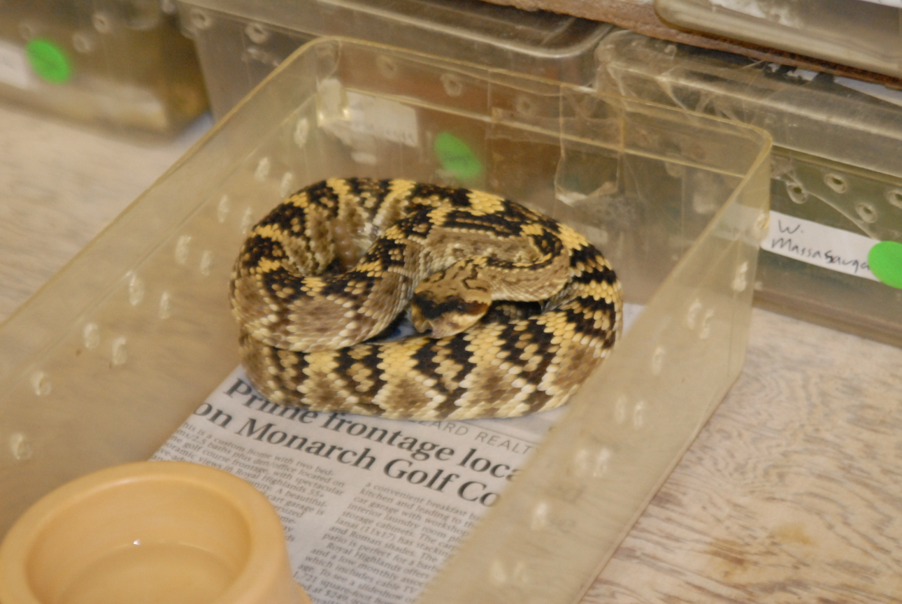 Cindy visits Glades Herps