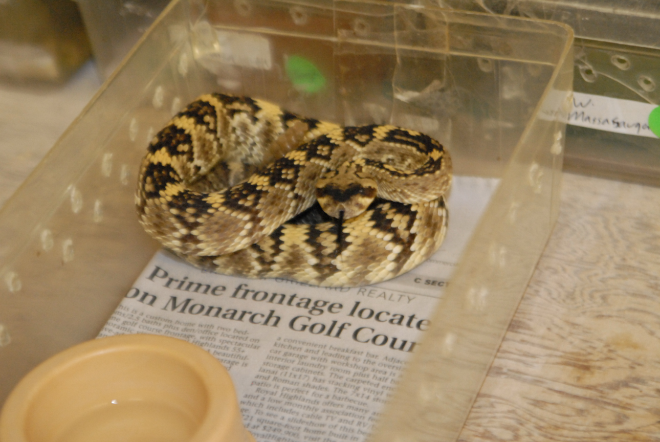 Cindy visits Glades Herps
