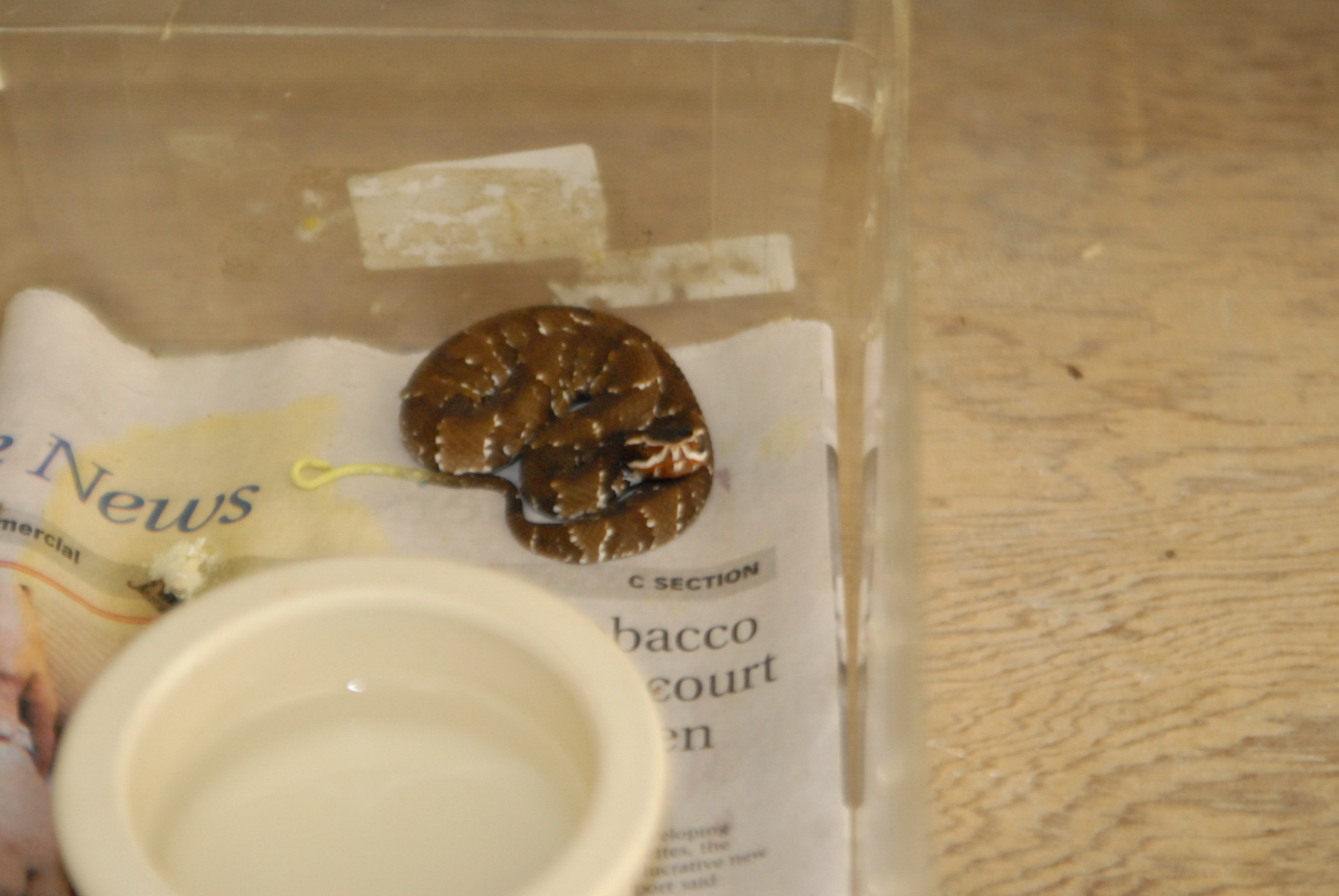 Cindy visits Glades Herps
