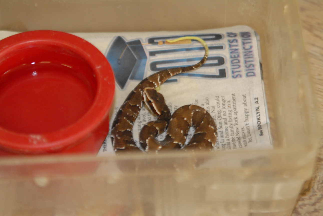 Cindy visits Glades Herps