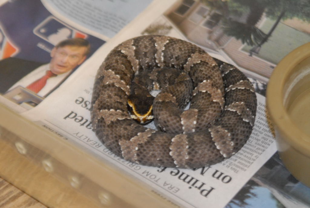 kingsnake.com visits Glades Herp during NRBE 2010, Bushnell, Florida - phot