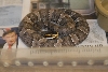 Cindy visits Glades Herps