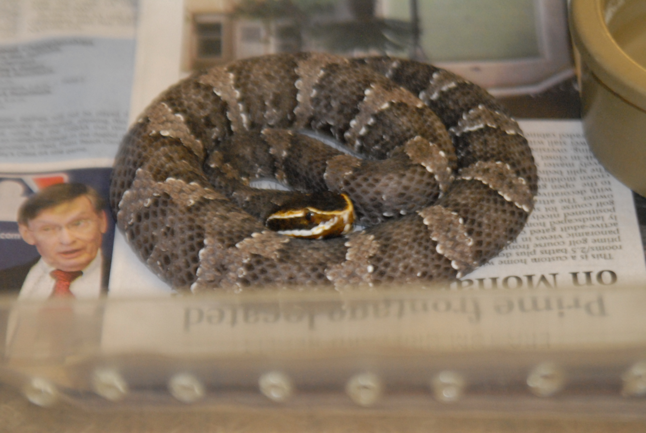 Cindy visits Glades Herps