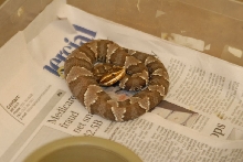 kingsnake.com visits Glades Herp during NRBE 2010, Bushnell, Florida - phot