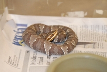 kingsnake.com visits Glades Herp during NRBE 2010, Bushnell, Florida - phot