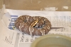 Cindy visits Glades Herps