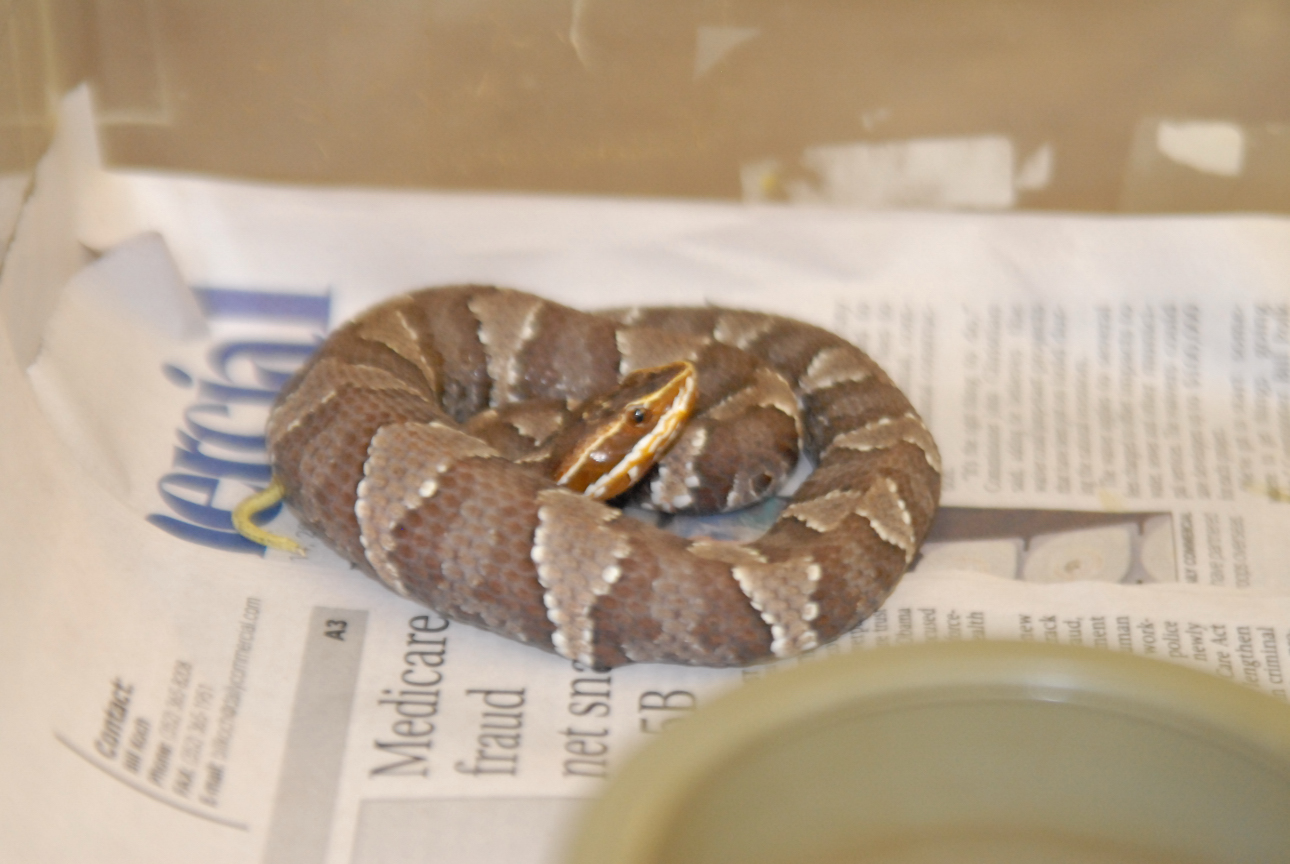 Cindy visits Glades Herps