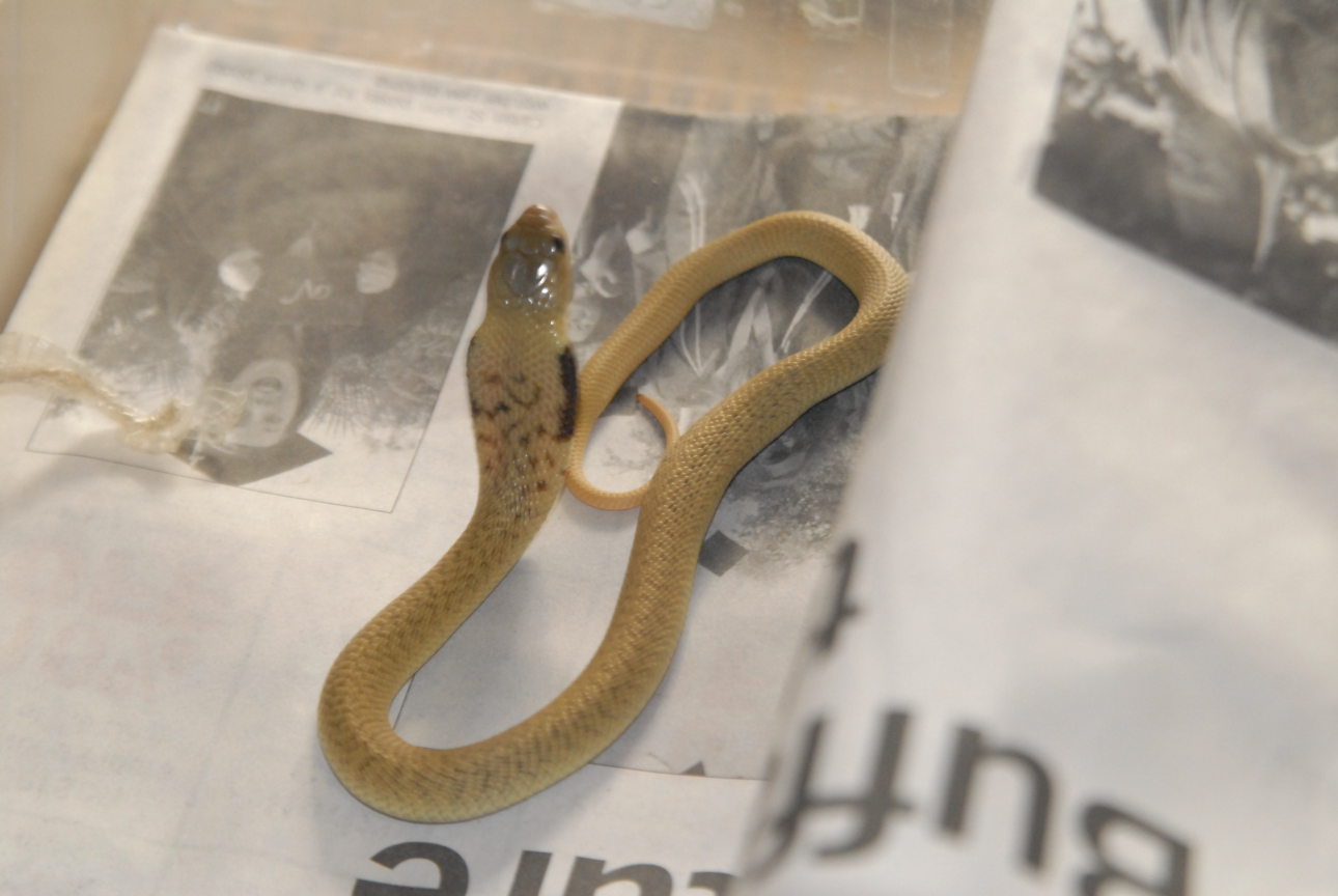 Cindy visits Glades Herps
