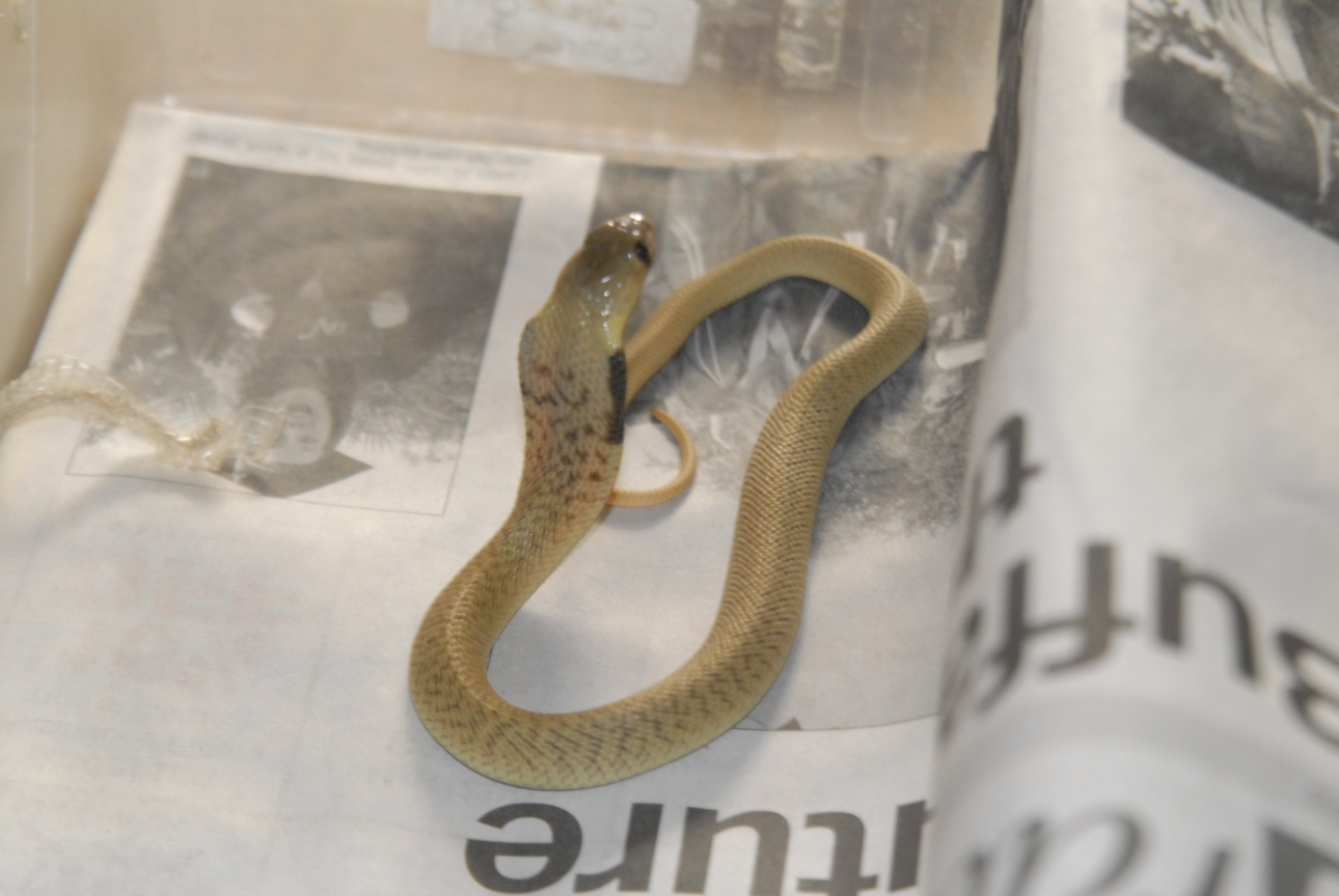 Cindy visits Glades Herps