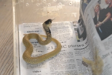 kingsnake.com visits Glades Herp during NRBE 2010, Bushnell, Florida - phot