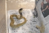 Cindy visits Glades Herps