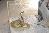 Cindy visits Glades Herps