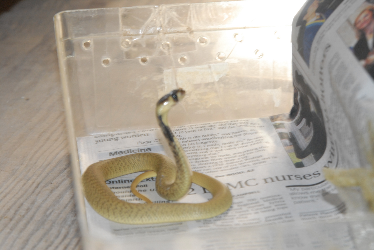 Cindy visits Glades Herps