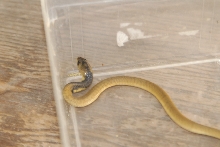 Cindy visits Glades Herps