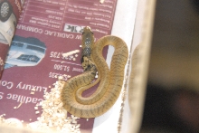 Cindy visits Glades Herps