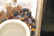 kingsnake.com visits Glades Herp during NRBE 2010, Bushnell, Florida - phot