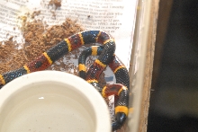 Cindy visits Glades Herps