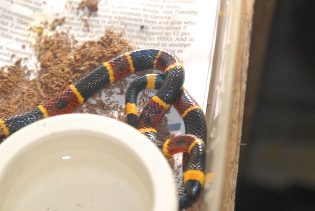 kingsnake.com visits Glades Herp during NRBE 2010, Bushnell, Florida - phot