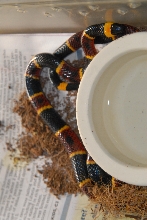 Cindy visits Glades Herps