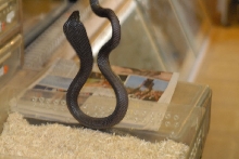kingsnake.com visits Glades Herp during NRBE 2010, Bushnell, Florida - phot