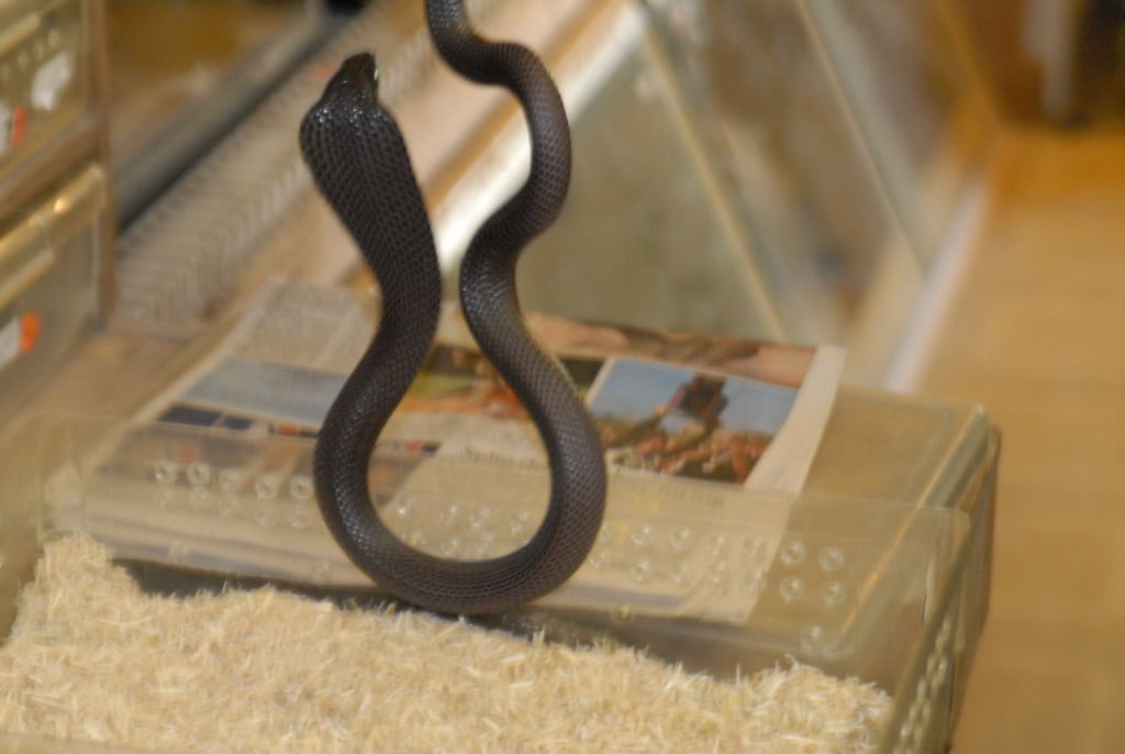 kingsnake.com visits Glades Herp during NRBE 2010, Bushnell, Florida - phot