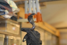 Cindy visits Glades Herps