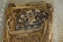 kingsnake.com visits Glades Herp during NRBE 2010, Bushnell, Florida - phot