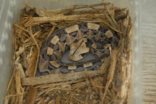 Cindy visits Glades Herps
