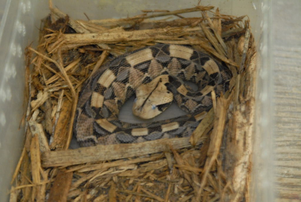 kingsnake.com visits Glades Herp during NRBE 2010, Bushnell, Florida - phot