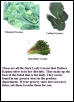 Greens for iguana Diet