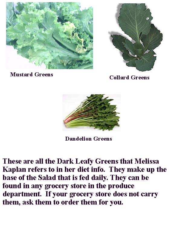 Greens for iguana Diet