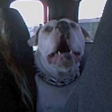 Brutus