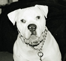 Brutus