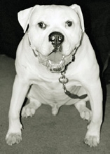 Brutus