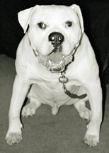 Brutus