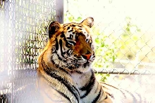 My visit to Forever Wild