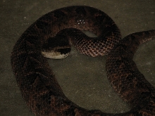 Reptile Gardens