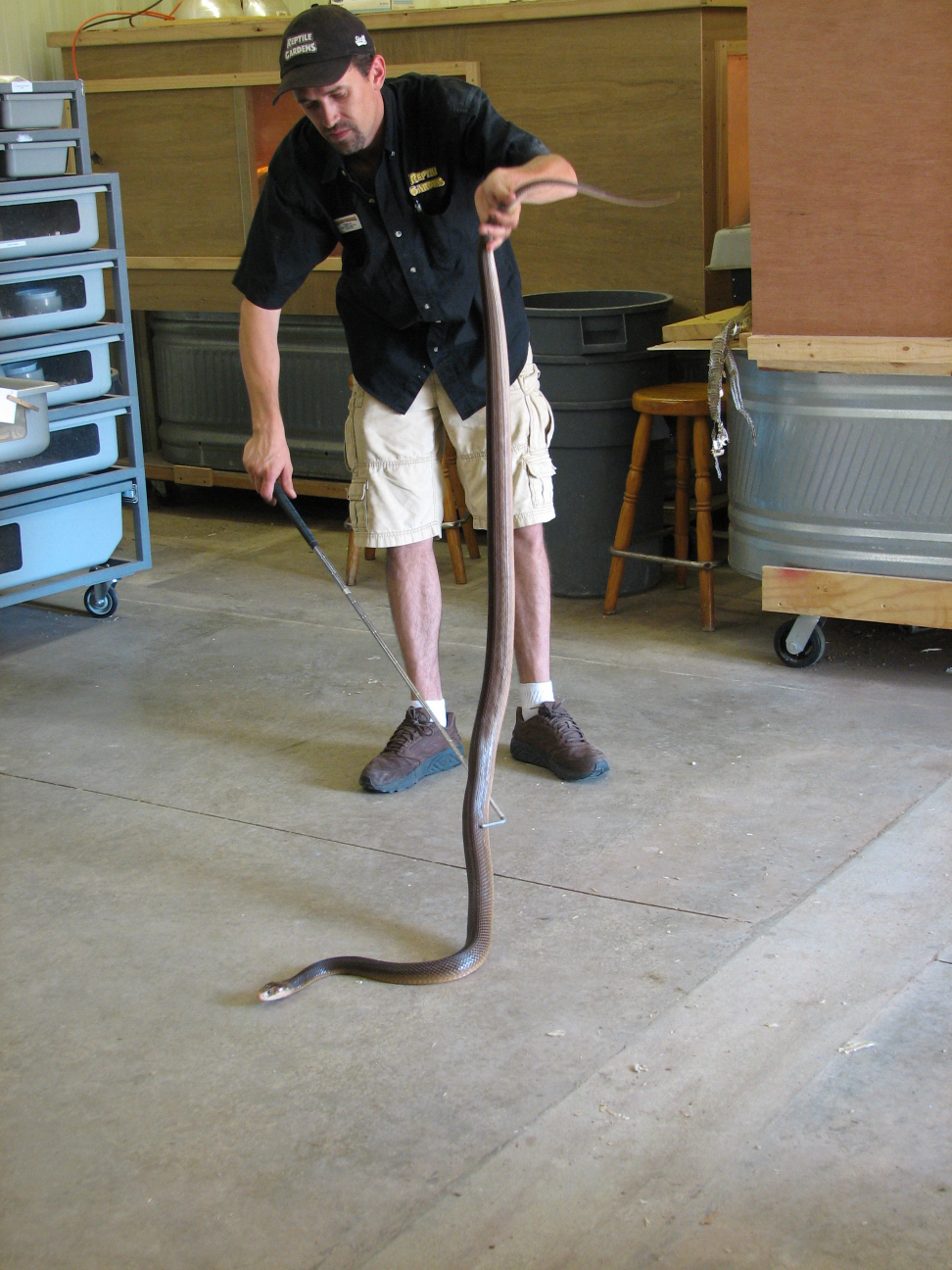 Reptile Gardens