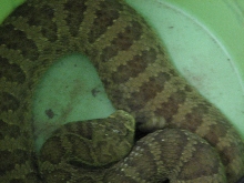Reptile Gardens